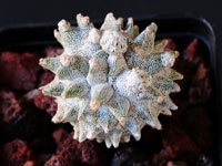 Astrophytum myriostigma cv Lotusland